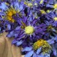 FLOR DE LOTO AZUL 